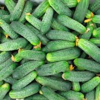 Огурец Аякс F1 1000 шт