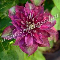 Клематис Май Дарлинг