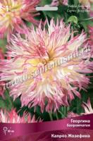 Георгина бахромчатая Капроз Жозефина (I) 1 шт