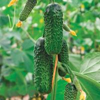 Огурец Директор F1 500 шт