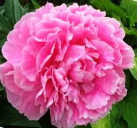 Пион молочноцветковый Александр Флеминг (1шт,2-3) 