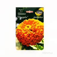 Цинния Мишутка оранжевая 20*1