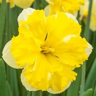 Нарцисс Банановый ликер 10/12 (3шт)