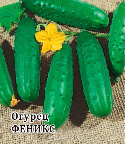 Огурец Феникс 25 г