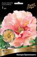 Пион ИТО-гибрид Кенари Бриллиантс 1шт, (2-3)