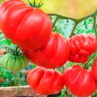 Гавриш Фермерская Веселый сосед 5гр