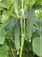 Огурец Апрельский F1 1000 шт