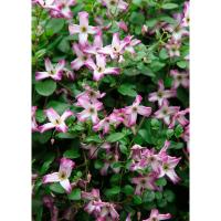 Саженцы Клематис (капер) Минуэт