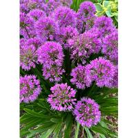 Лук декоративный Миллениум (лиловый)