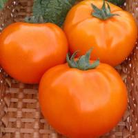 Томат Хурма 0,5г XXXL