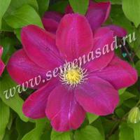 Клематис Хоши-но-Фламенко