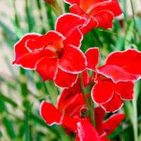 Гладиолус Атом (10/12) 10 шт 835608