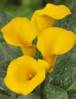 Калла Кэптин Морелли  (14/16) 1шт