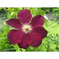 Клематис Мазовше