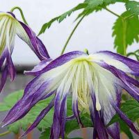 Клематис Блю Сюрпрайз ботанический