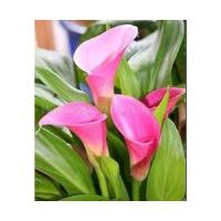 Калла Гарнет Глоу (14/16) 1шт