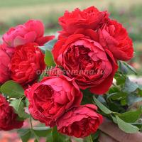 Саженцы Роза плетистая Флорентина