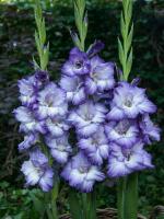 Гладиолус Крупноцветковый Тритон (12/14) 5 шт