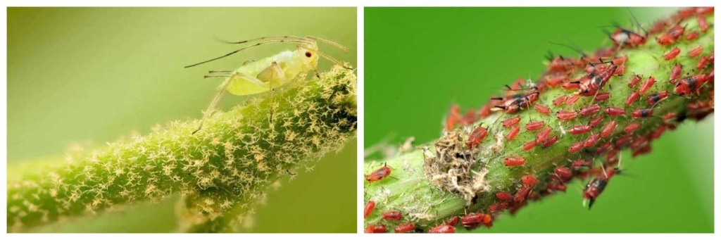 тля.jpg тля.jpg