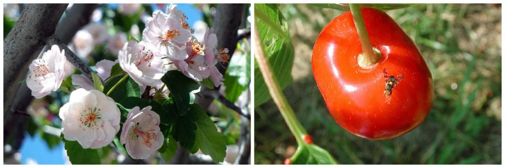 вишневой-мухи.jpg вишневой-мухи.jpg