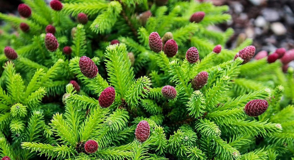 огородные хлопоты