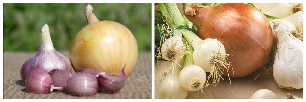 лук2.jpg лук2.jpg