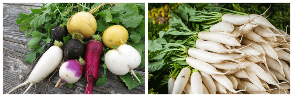 дайкон3.png дайкон3.png