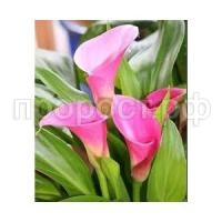 o0YkGCn3EOoHIy3lZJKVQ