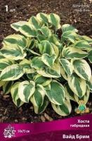 Хоста гибридная Вайд Брим