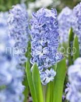 гиацинт аква гиацинт аква