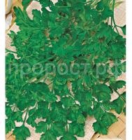 19401.750x0 19401.750x0