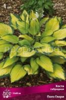 Хоста гибридная Полз Глори