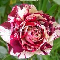 роза нью имидж роза нью имидж