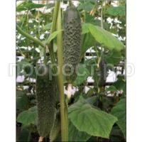 Огурец Артист F1 1000 шт