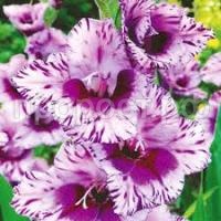 Без названия