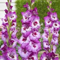 n8633w6ocey7cyulply9fknty0td49qr n8633w6ocey7cyulply9fknty0td49qr