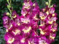 гладиолус сишор гладиолус сишор