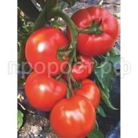 Томат Белфорт F1 500 шт