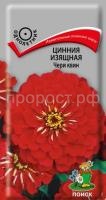 Цинния изящная Чери квин