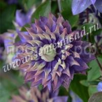 тайга тайга