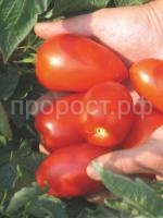 Томат Велоз F1