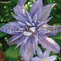 Clematis_Thyrislund Clematis_Thyrislund