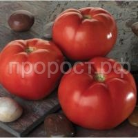 Томат Линда F1 1000 шт Томат Линда F1 1000 шт