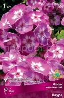 Флокс метельчатый Лаура Флокс метельчатый Лаура