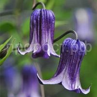 Clematis_Rooguchi Clematis_Rooguchi