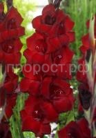 гладиолус фэт бой гладиолус фэт бой