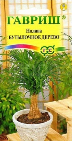 Нолина Бутылочное дерево 3шт