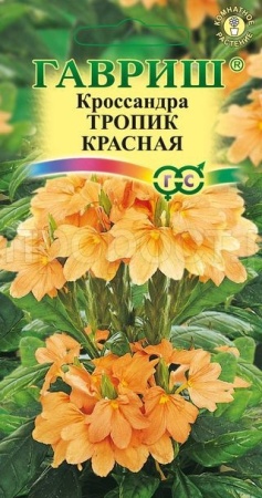 Кроссандра Тропик красная 3 шт