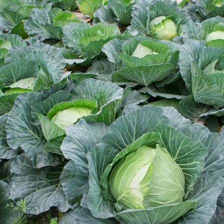 Капуста белокочанная Харьковская зимняя 1г