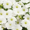 Петуния крупноцв. драже SUCCESS 360° White F1 10шт.